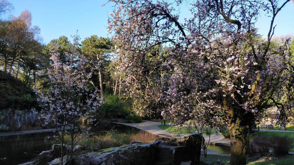 LancsPhotosynth's tweet photo. A Good #FridayPhotosynthesis with the sun shining in Lancaster, spring under way and a new publication just out on #RubiscoActivase expression from @JAPL85 Peter Buchner and @ecarmosilva ! Now online at #Photosynthesis Research
📰: https://t.co/QKXqnESVhv https://t.co/ZpkbxZ1zBT
