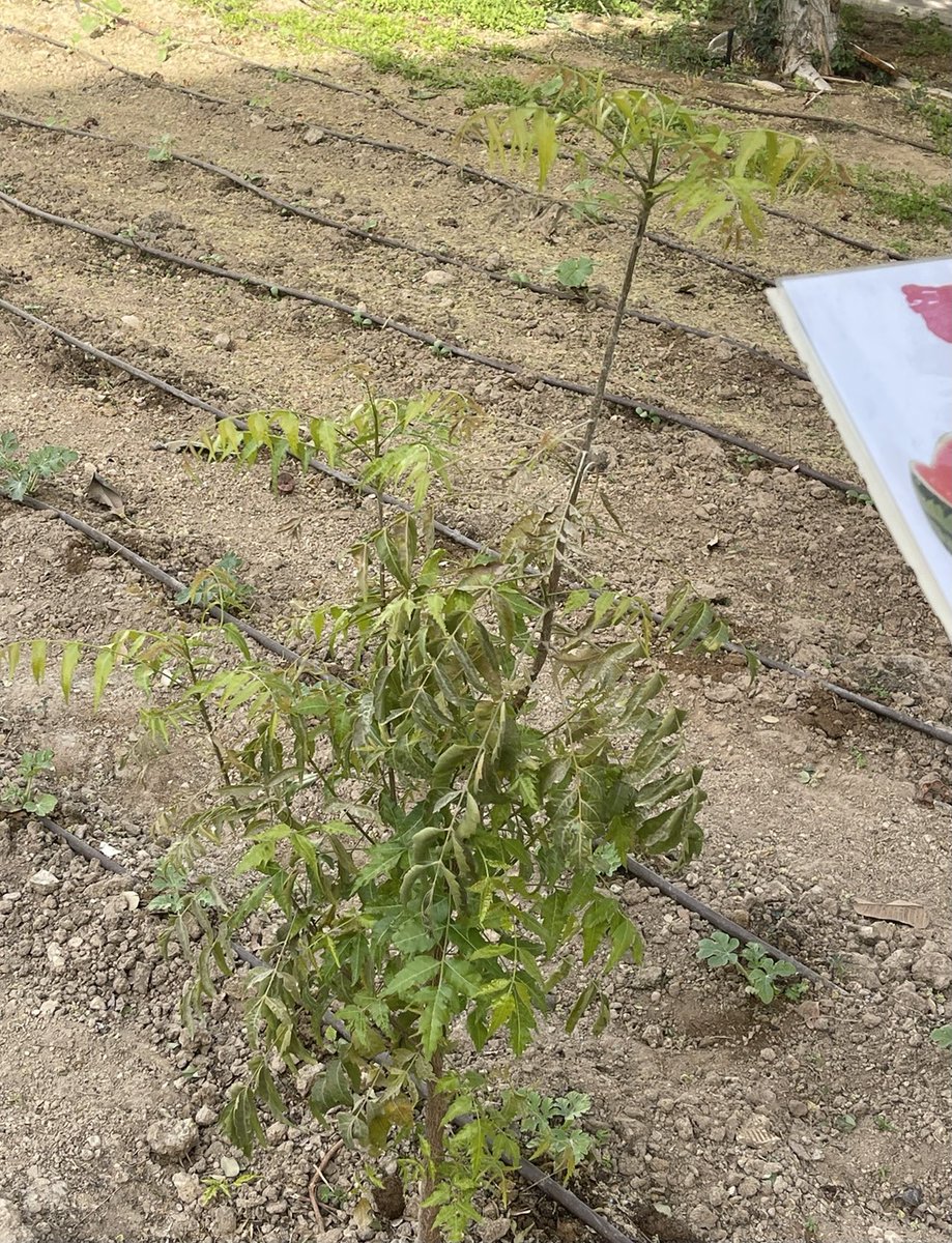 QA_Garden's tweet photo. تمت زراعة شجرتين من شحر النيم كعنصر مساعد في عملية طرد الحشرات والافات الزراعية #QBGfoodSecurity https://t.co/Mx2wPJXeMV
