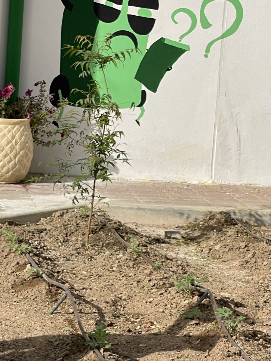 QA_Garden's tweet photo. تمت زراعة شجرتين من شحر النيم كعنصر مساعد في عملية طرد الحشرات والافات الزراعية #QBGfoodSecurity https://t.co/Mx2wPJXeMV