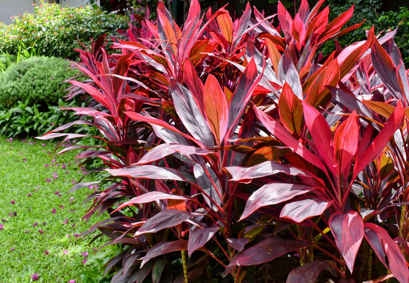 Palm lily deals