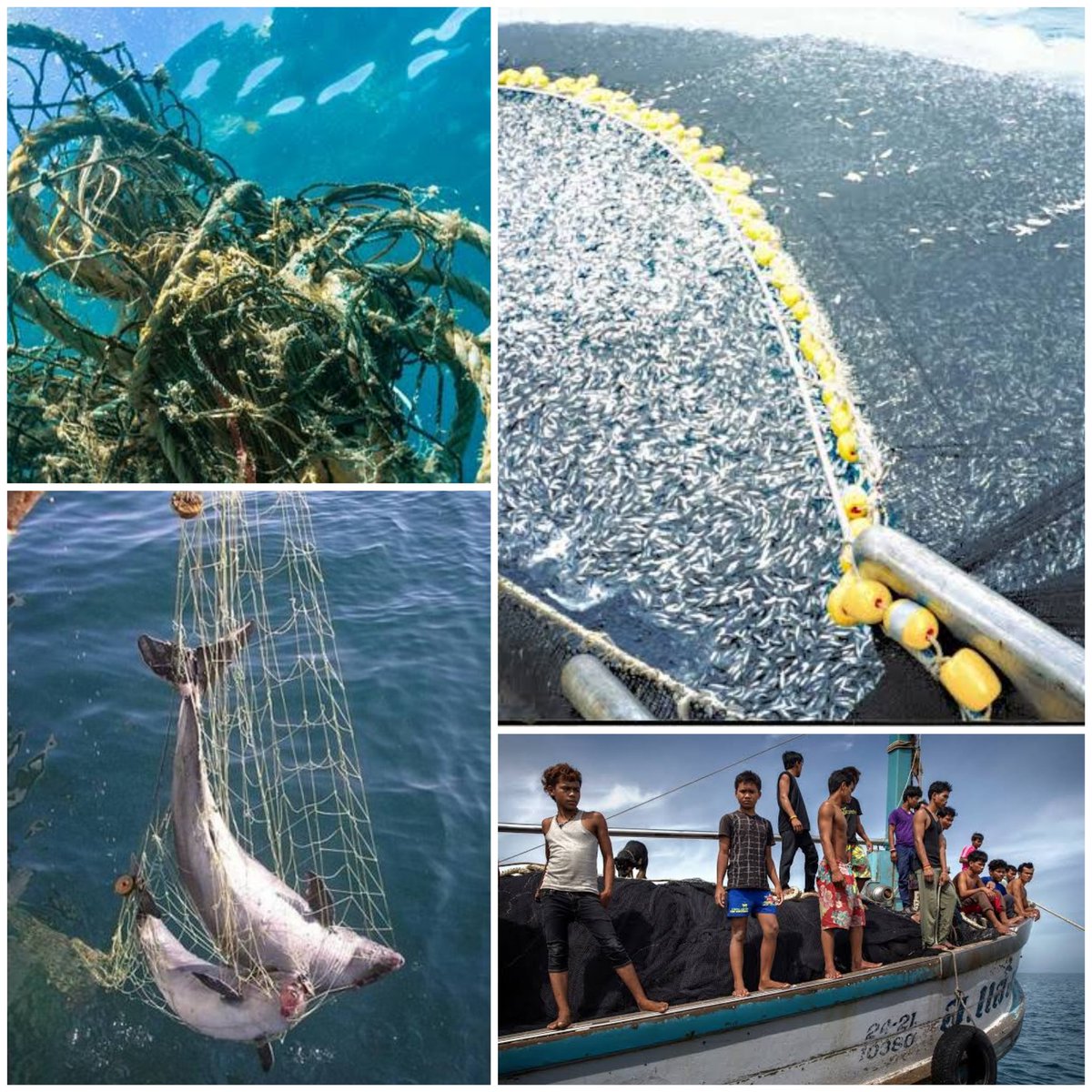 __Nabila___'s tweet image. Is it really worth it? 
#Seaspiracy #SaveTheOcean #StartAskingQuestions