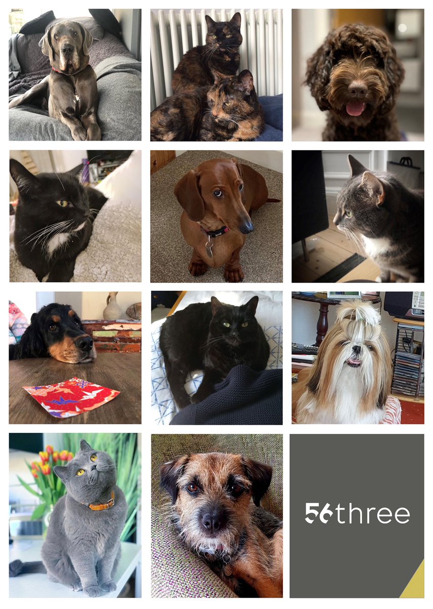 RDCP7's tweet photo. Happy #Easter from everyone at 56three, including our furry #moraleofficers for the exercise, cuddles and scratches during a year of #lockdown.
#NationalPetMonth #Petpawsititivty #pets #dogs #cats
 
#56three #architects #architectsedinburgh #followus https://t.co/YWESbzOPfN