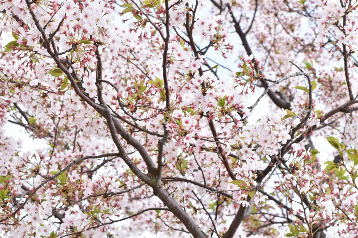 あべはるか Harudona96 Twitter