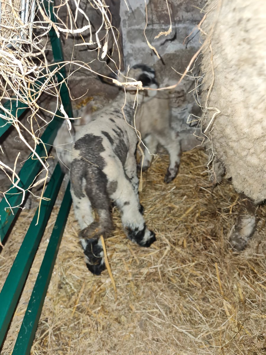 joshmaude5's tweet photo. Getting some bonny lambs that get up and go! off the Hampshire tups #lambing2021 #hampshiredown #terminalsire @thelumbflock https://t.co/9YCRdhoyzl