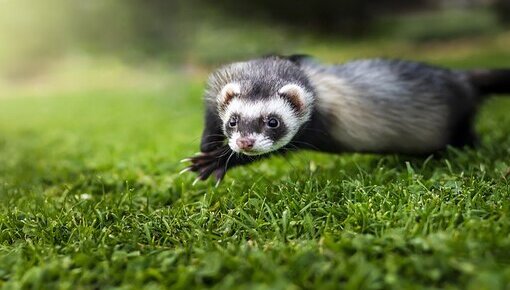 howpetcare's tweet photo. Today is Ferret Day. Love and save Ferrets❤️❤️
#Ferretday #Ferret #howpetcare
https://t.co/msuwZ2KB83 https://t.co/1AEailjjds