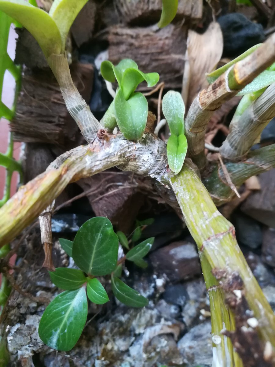 teatattler's tweet photo. We've all known orchids to take support of other trees in order to grow, survive and thrive.. But here, it seems to be supporting the periwinkles instead! Nature continues to amaze 🌸

#Periwinkle #Vinca #Sadabahar #Sadaphooli #Flowers #Orchid #GardenStories #UrbanLiving https://t.co/39RqkoGG9y
