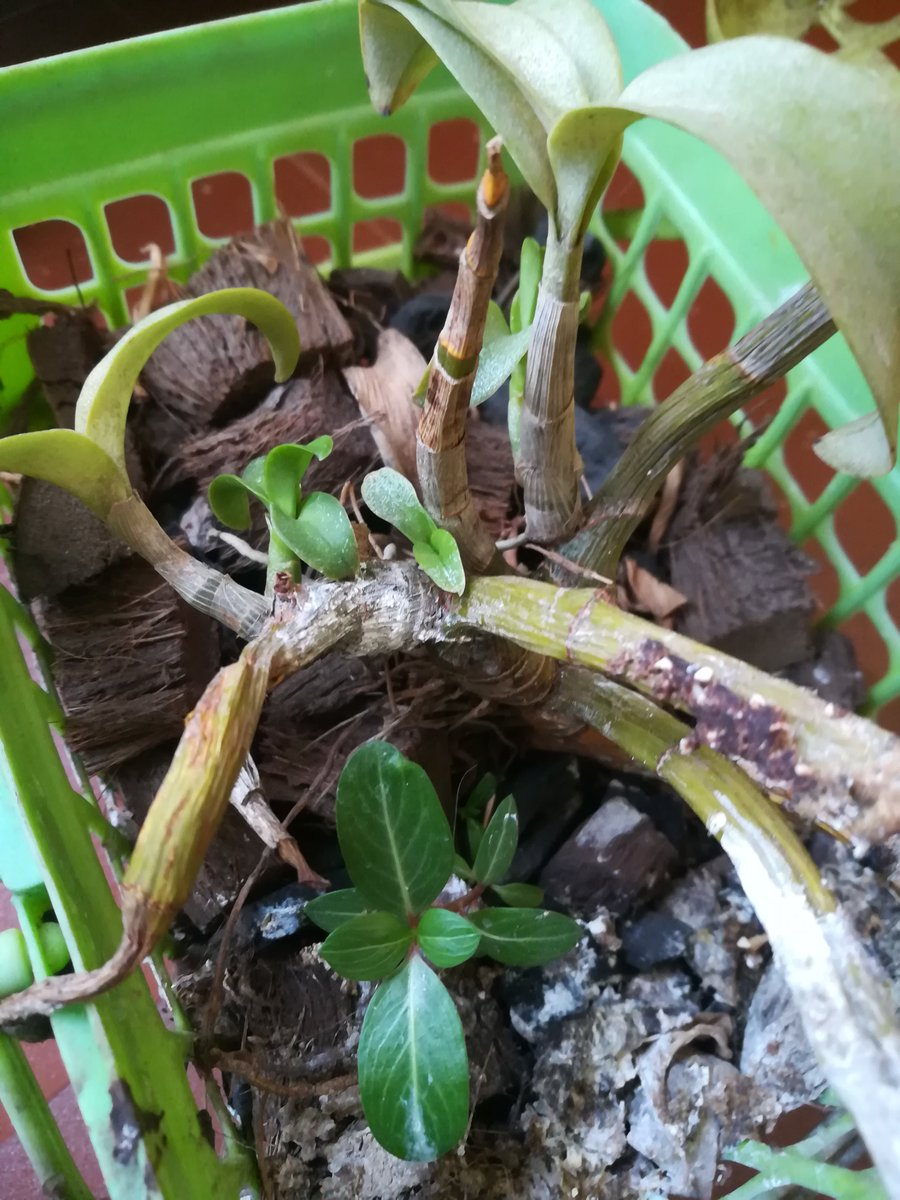 teatattler's tweet photo. We've all known orchids to take support of other trees in order to grow, survive and thrive.. But here, it seems to be supporting the periwinkles instead! Nature continues to amaze 🌸

#Periwinkle #Vinca #Sadabahar #Sadaphooli #Flowers #Orchid #GardenStories #UrbanLiving https://t.co/39RqkoGG9y