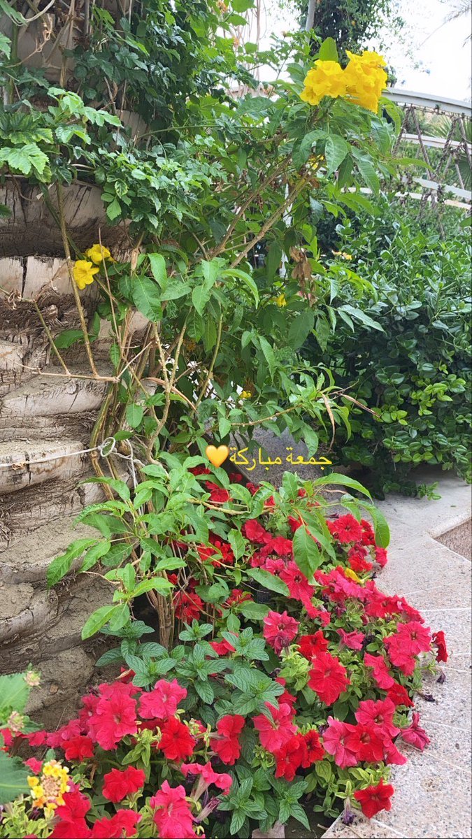 meraloasis1's tweet photo. جمعتكم مباركة❤️🌹🌺 https://t.co/QAz4q5Dusb