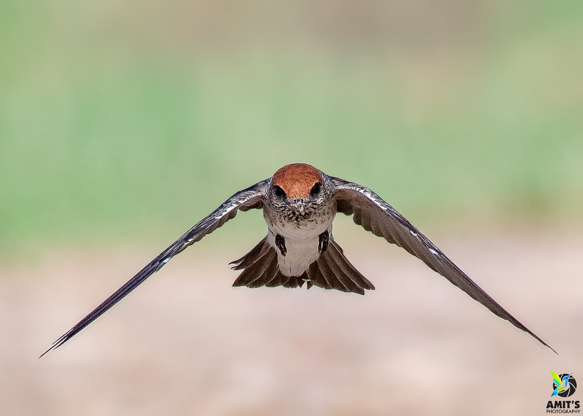 asharma555's tweet photo. Streak-throated Swallow

#birds #PhotoOfTheDay #birdphotography #BirdTwitter #IndiAves #NaturePhotography #birdsofindia #BirdsSeenIn2021 #beauty #naturelover #natgeo #nikonasia #avibase #birdsofafeather #birds_lover #bestbirdshots #indianbird #nature #nikonindia #birdsinflight https://t.co/1QBc0GnheI