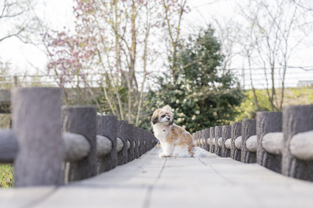 rizdesign1210's tweet photo. 今日の撮影練習📸🐶
愛犬の花ちゃんです🌸 https://t.co/CxGpRegmSH