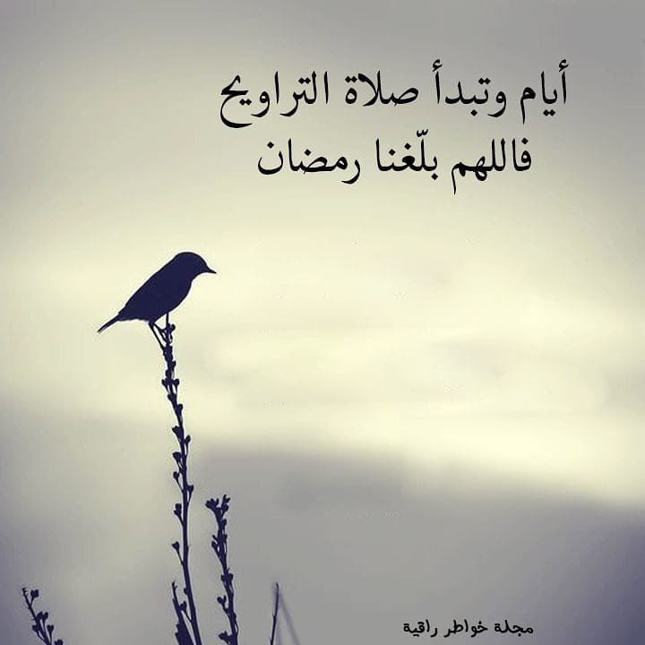 اللهم بلغنا رمضان لا فاقدين ولا مفقودين❤️