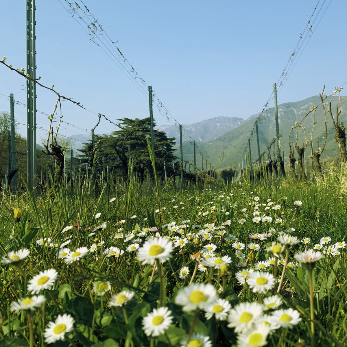 LeVie_Angarano's tweet photo. Il #MonteGrappa sullo sfondo, la #Brenta sulla destra.
Ecco il nostro vigneto, sul lato più a est della #BreganzeDOC "luogo celebre per i preciosi vini" (cit. #AndreaPalladio 1570). #LeVieAngarano #BassanodelGrappa #cittàdelvino #VisitBassano #Vicenza #Veneto #FIVI #vinobiologico https://t.co/4FqAXpWFtO