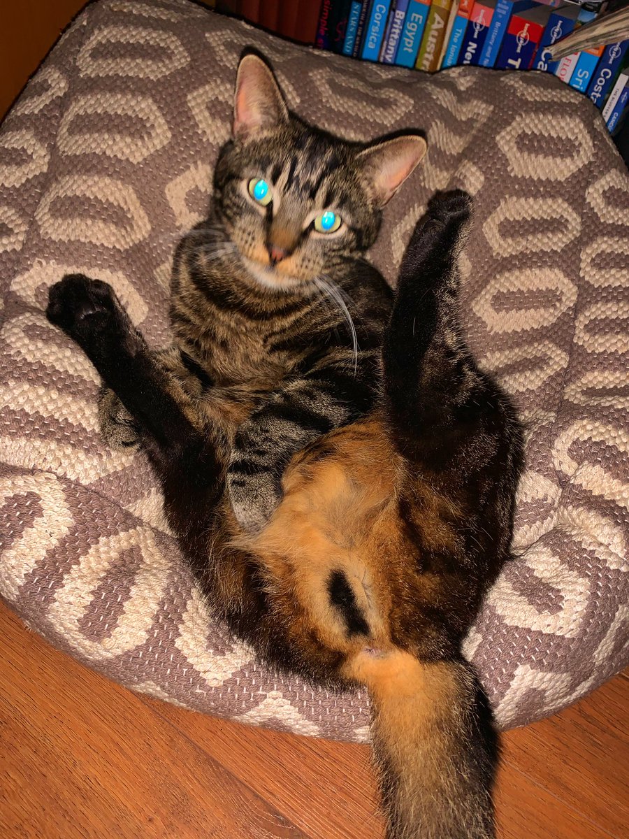 kaikouramonkey's tweet image. This is my pet, Loki, he’s a complete lunatic! #NationalPetMonth #IBM #IBMUK #pets #animals