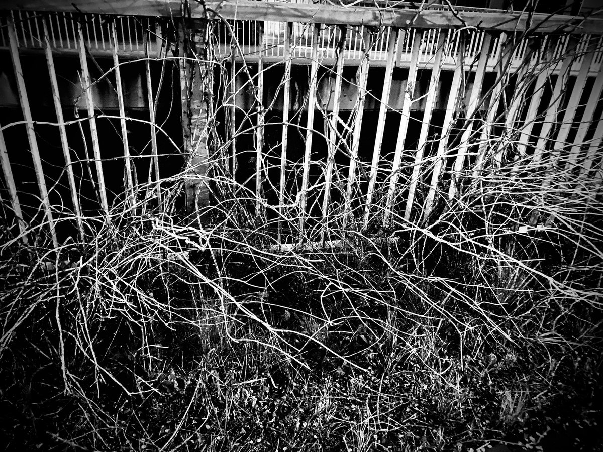 谷口 ブラックメタルのロゴを刈り取りに来ました