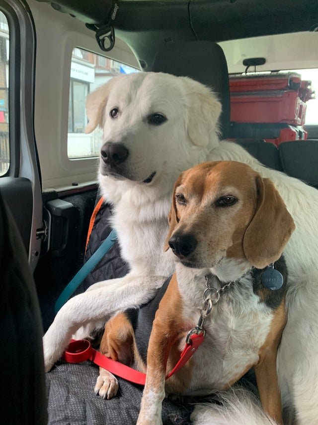 BeagleMomAmy's tweet photo. Is it time to neuter our Pyr? He’s a year old and won’t stop humping his older brother (11 y/o Beagle) every waking moment.
#beaglelover,#beaglelove,#beagleface,#beaglegirl,#beagleboy,
#beaglebabeis,#dogsof https://t.co/zZbb948K8j