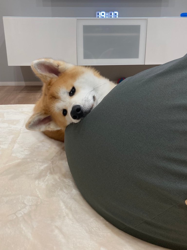 秋田犬 天 Debuucha Twitter 秋田犬 天 Debuucha Twitter