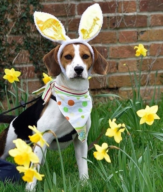 Beagle Welfare tweet media