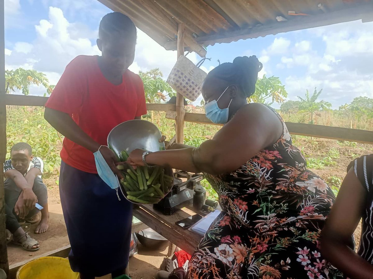 ManyattaYouth_m's tweet photo. This week accompanied by a delegation from our partner @CICCTrust, we paid a courtesy call to Hekima Self Help groups farm for evaluation and learning. The group has seen wealth in Agri-business. Now they sustain their members financially while providing food for their families. https://t.co/JdKAFtq2ew