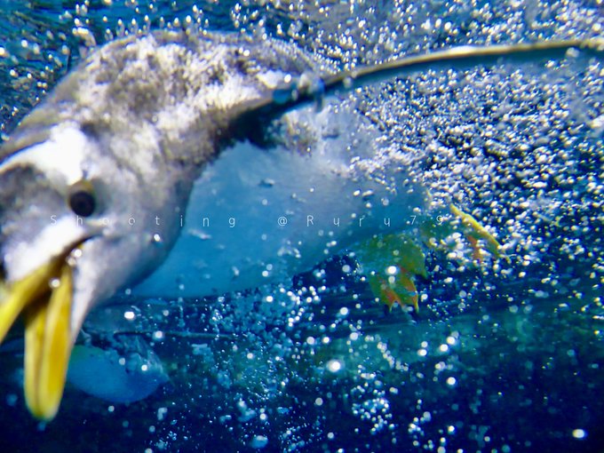 ペンギンが水中を泳いでいるときに体から出る空気大好き倶楽部のtwitterイラスト検索結果
