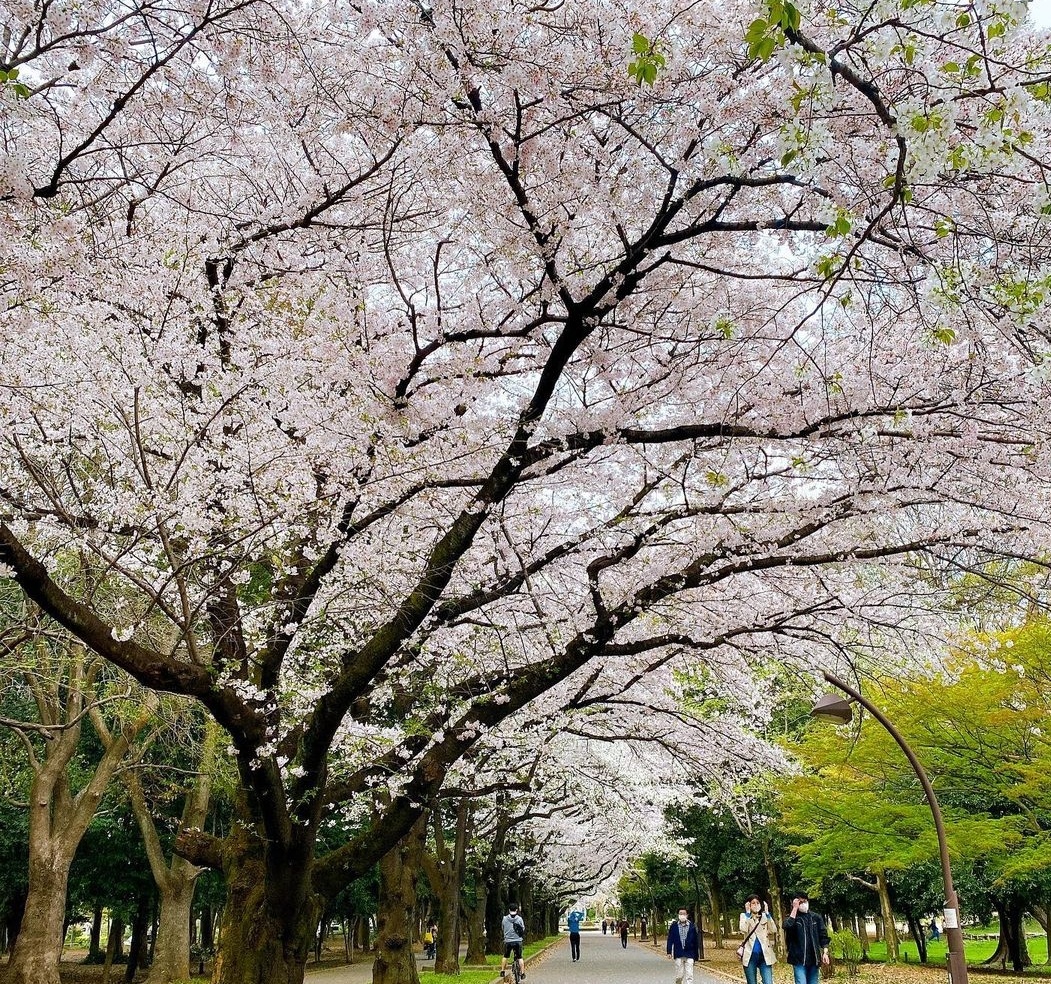 Rio_Cho4's tweet photo. Spring days is so beautiful &amp; I love cherry blooms 😊😊 https://t.co/TyQWQPSDLy