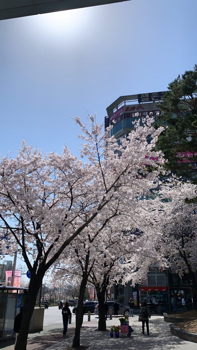 Rio_Cho4's tweet photo. Spring days is so beautiful &amp; I love cherry blooms 😊😊 https://t.co/TyQWQPSDLy