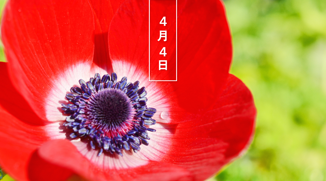 暦生活 こよみせいかつ Twitter પર アネモネの赤 花の日めくり 花言葉は 君を愛す です キンポウゲ科の球根植物で 原産は地中海沿岸からヨーロッパ南部 名の由来はギリシャ神話の美少年アドニスから 英語では Wind Flower 風の花 とも呼ばれます 暦 暦生活 こよみせいかつ Twitter પર アネモネの赤 花の日めくり 花言葉は 君を愛す です キンポウゲ科の球根植物で 原産は地中海沿岸からヨーロッパ南部 名の由来はギリシャ神話の美少年アドニスから 英語では Wind Flower 風の花 とも呼ばれます 暦