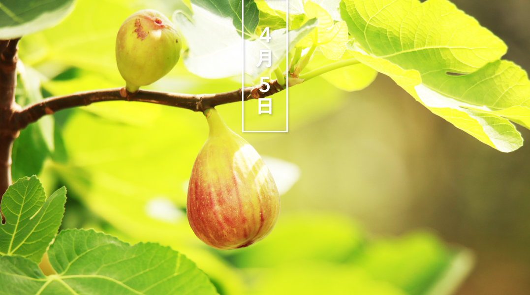 ট ইট র 暦生活 こよみせいかつ イチジク 無花果 花の日めくり 花言葉は 実りある恋 です クワ科の落葉高木で アラビア南部原産 6000年以上前から栽培され 聖書にも登場します 花が無いわけではなく 果実の中に多くの白い花が隠れています 暦 ট ইট র 暦生活 こよみせいかつ イチジク 無花果 花の日めくり 花言葉は 実りある恋 です クワ科の落葉高木で アラビア南部原産 6000年以上前から栽培され 聖書にも登場します 花が無いわけではなく 果実の中に多くの白い花が隠れています 暦