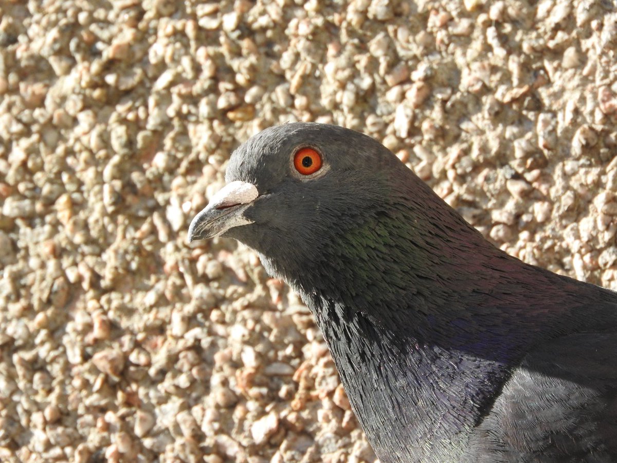 hceedee's tweet image. Urban Pigeon, and my friend of over 5 years, George. #WildlifeFromMyWindow