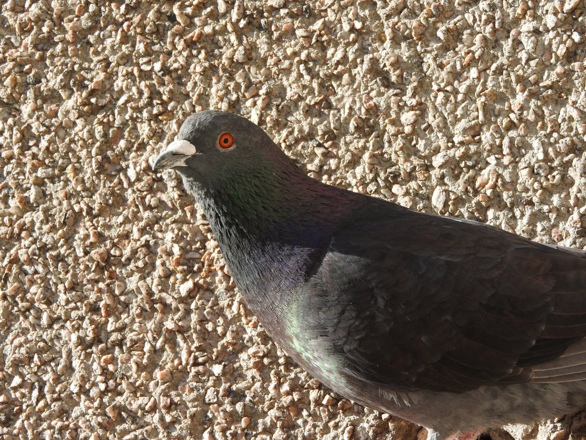 hceedee's tweet image. Urban Pigeon, and my friend of over 5 years, George. #WildlifeFromMyWindow