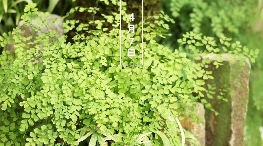 読み方 羊歯