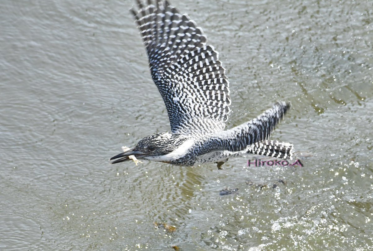 hiro_motan's tweet photo. ヤマセミさま♂
毎日待ってるんだよ❣️
Crested Kingfisher
#beautiful_bird
#wild_bird
#birder
#nature
#beautiful_nature
#king_bird
#cool_shot
#best_shot
#amazing_shot
#bird_capture
#best_bird_shot
#bird_brilliance
#nutsaboutbirds
#birding
#birdphoto
#bird_watchers_dairly https://t.co/ZuDQ6c5qlQ