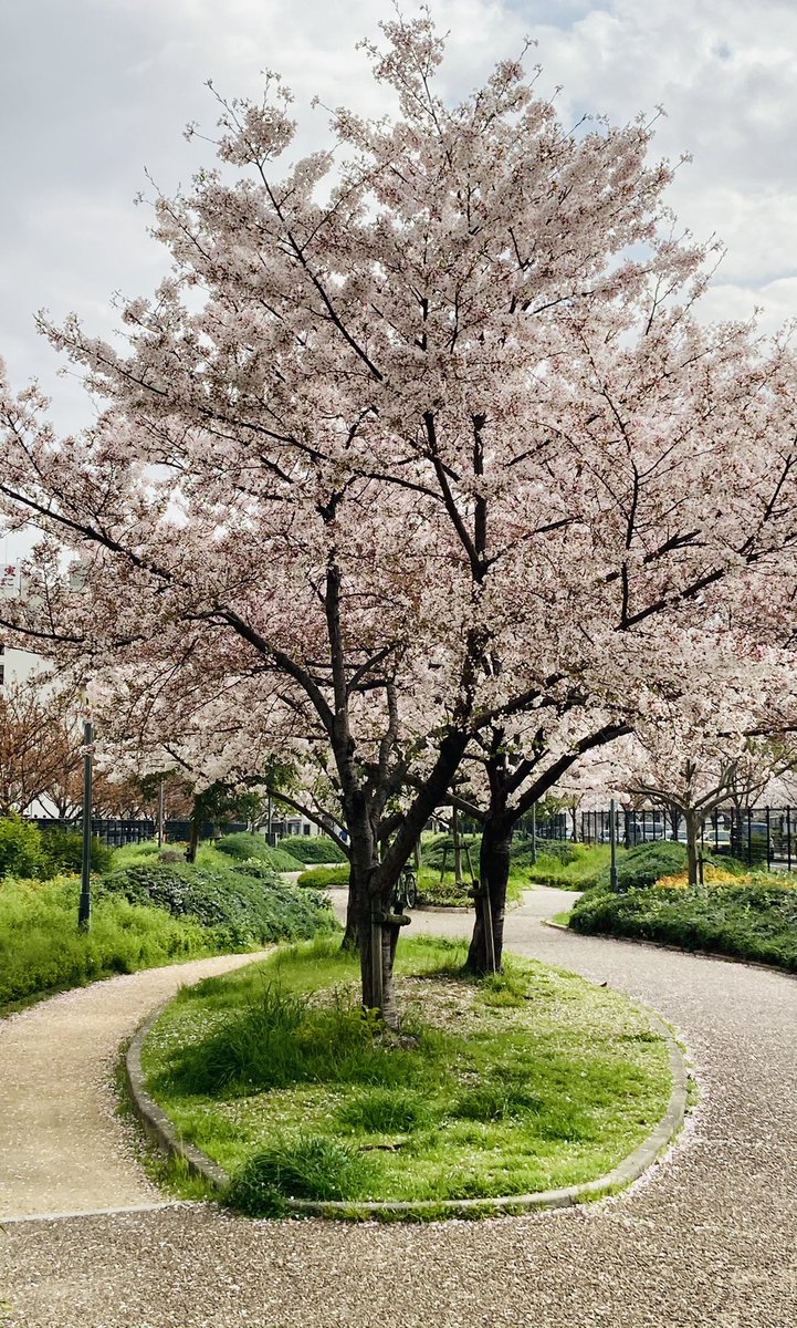kakurenboman's tweet photo. 氷がとけたら春になる
廻音が見たかった、日本の桜🌸
満開を過ぎて花びらが散る今日の桜の様子が、二人の姿に重なりました😥
綺月先生にしか書けない、唯一無二の作品✨

口下手な真士の気持ちを言葉にして下さってありがとうございます😭

#銀の不死鳥 #綺月陣 先生 #AZPt 先生 https://t.co/dVHtu9ApJN