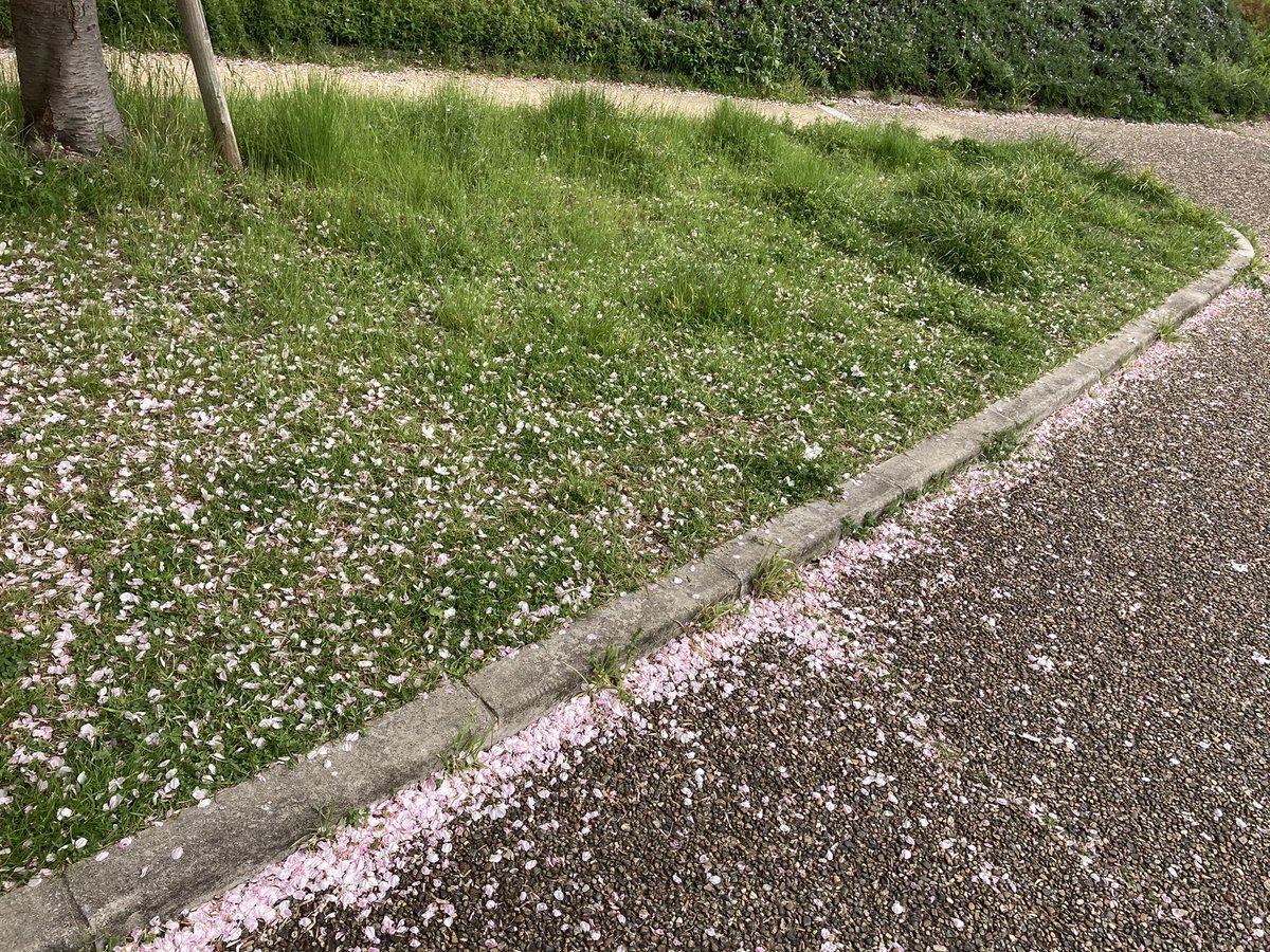 kakurenboman's tweet photo. 氷がとけたら春になる
廻音が見たかった、日本の桜🌸
満開を過ぎて花びらが散る今日の桜の様子が、二人の姿に重なりました😥
綺月先生にしか書けない、唯一無二の作品✨

口下手な真士の気持ちを言葉にして下さってありがとうございます😭

#銀の不死鳥 #綺月陣 先生 #AZPt 先生 https://t.co/dVHtu9ApJN