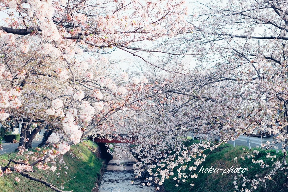 春写真 春写真