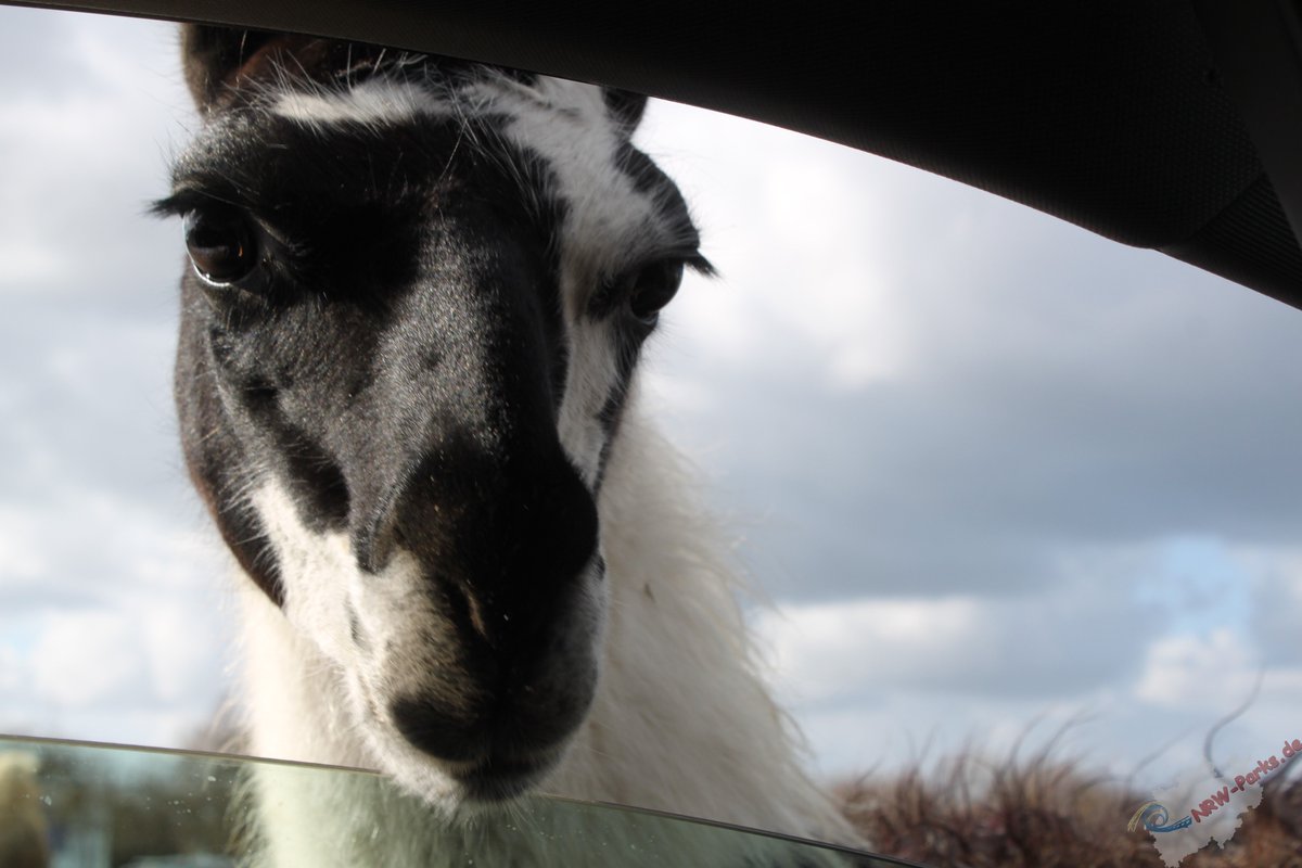 nrwparks's tweet photo. Mit dem Auto unterwegs und trotzdem Tiere hautnah erleben: der Safariland Drive-In macht es möglich.

#werbungunbezahlt #wunderlandkalkar #kerniesfamilienpark #freizeitpark #pretpark #circusmaximum #abenteuer #nrw #zirkus #circus https://t.co/Gpy5F57NLB
