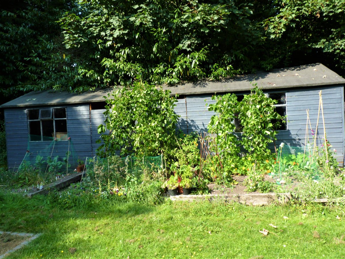 SanjeePerera1's tweet photo. @will__adam Various #Brassica & #herbs; lots of #CinnamonBasil & #Coriander for the herb wheel & salad beds in the allotment; lots of anemone, poppies & sweet pea for the cut flower beds, because there was such an extraordinary glut last year. Much more seeds to sow!
https://t.co/d976UYwsIk https://t.co/pAIbXHVGxU
