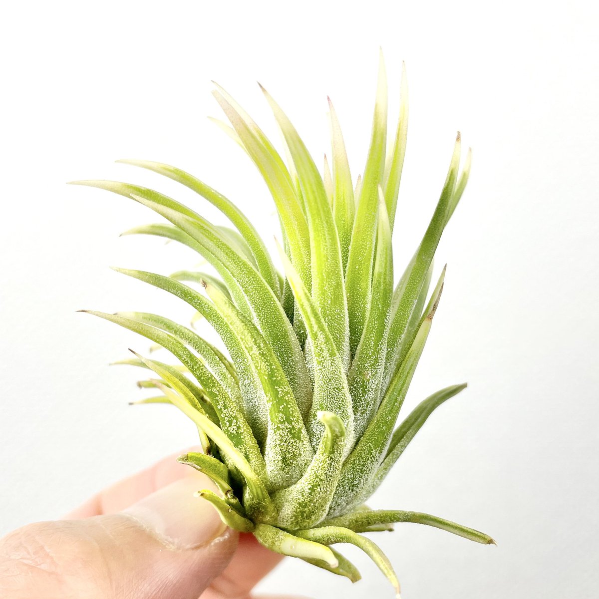 世田谷 プランツ マーケット イオナンタ アルボマルギナータ 販売しています 気になる方はdm下さい エアプランツ エアープランツ チランジア Tillandsia Green Airplants Garden 植物 キセログラフィカ T Co Spr2cterbb