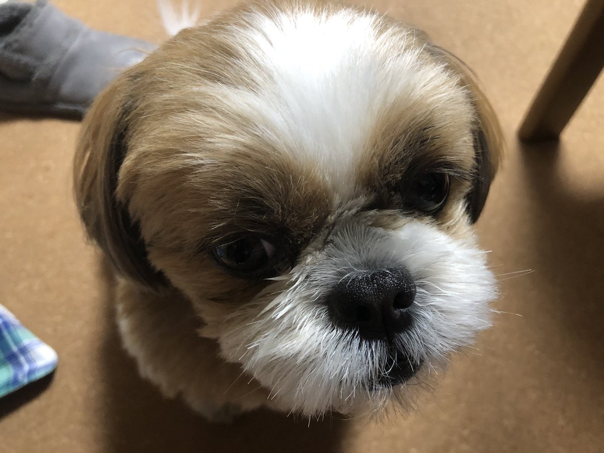 シーズーのまる در توییتر ドアップなまる シーズー犬 わんこ 犬好きの人へ届きますように 犬との暮らし シーズーのまる در توییتر ドアップなまる シーズー犬 わんこ 犬好きの人へ届きますように 犬との暮らし