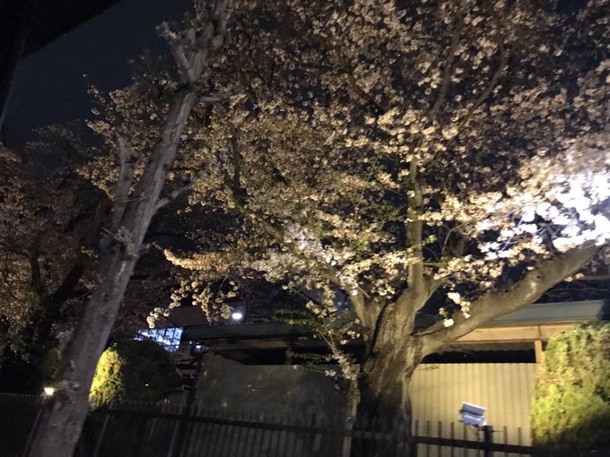 夜桜 高画質 のtwitterイラスト検索結果 古い順