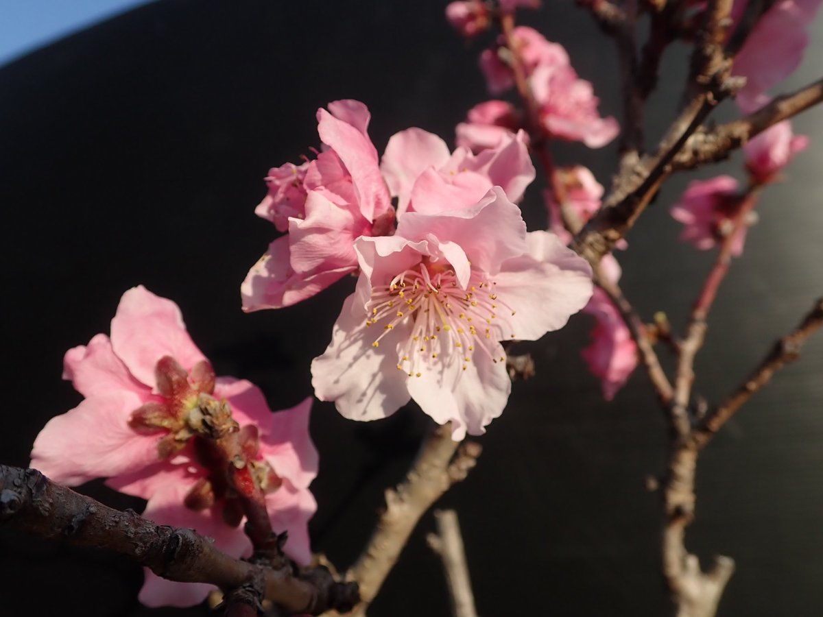 ｏａｔアグリオ株式会社 花クイズ この鮮やかなピンクの花は 何の作物の花でしょうか 正解はモモの花 花言葉は 私はあなたのとりこ 天下無敵 気立ての良さ 3月3日 4月12日の誕生花です モモ 桃 もも Peach 花 季節の花