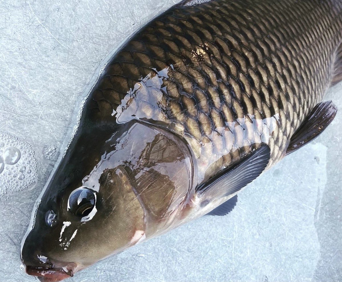 aki_rina's tweet image. 売上が7割減していると連絡が。過密養殖を避けて無投薬で「鯉」を育ててるこちらの漁師さん、その鯉をじっくり氷温熟成したお刺身が出品されていたので微力ながら購入しました🐟熟成した鯉はしっとりとして旨味と甘味が強いそう。刺身好きの方はぜひ！
↓
tabechoku.com/producers/2354…

#農家漁師からのSOS