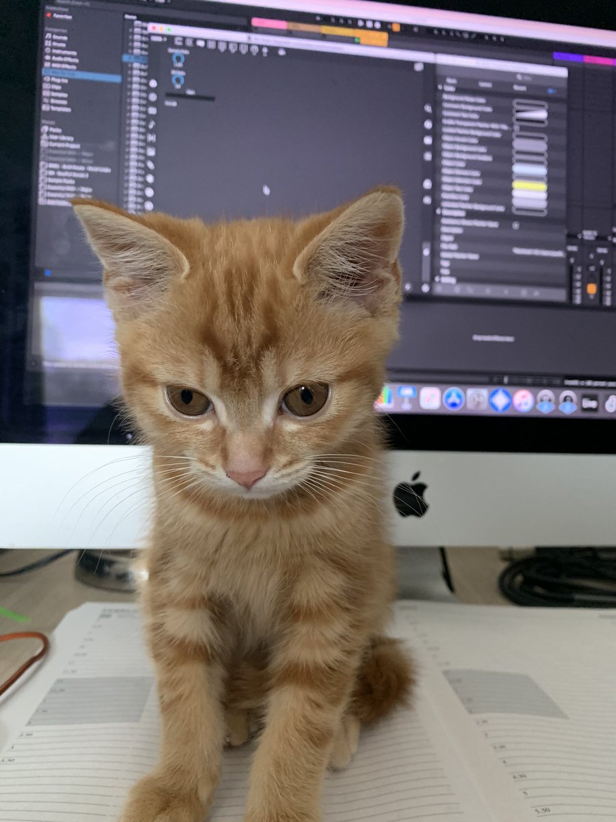 PaulFernie2's tweet photo. Getting some help with my Max 4 Live programming #kitten https://t.co/eVHAFyfmlA