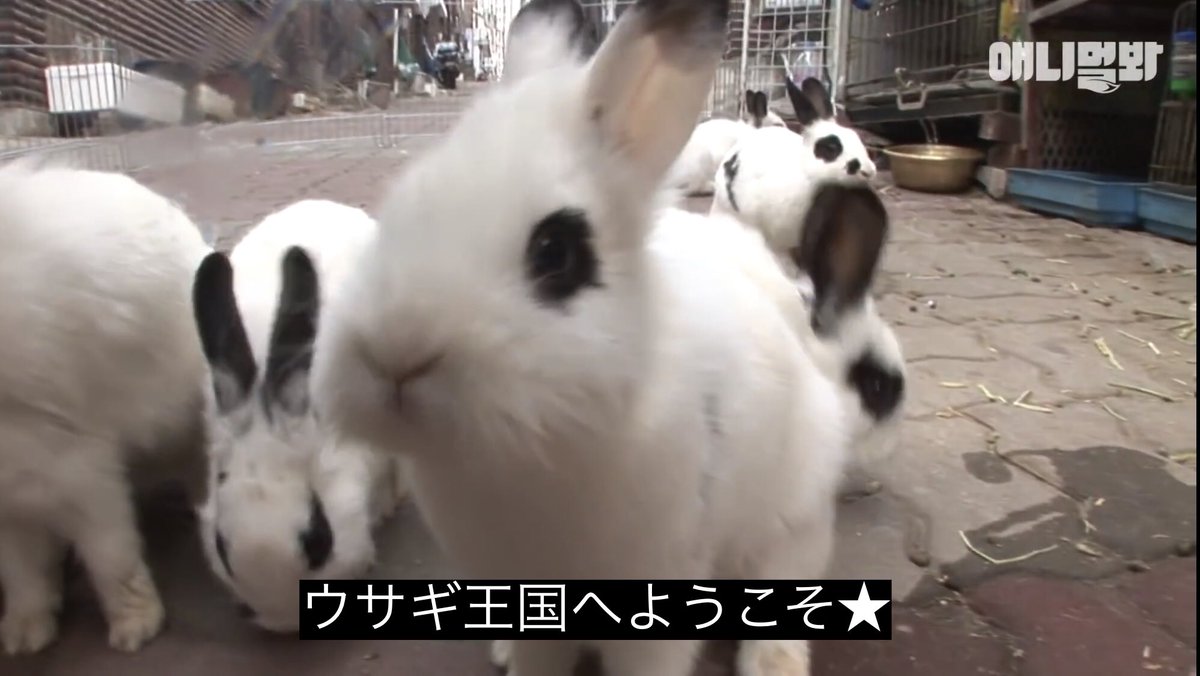 どうぶつ動画字幕bot ウサギ王国へようこそ