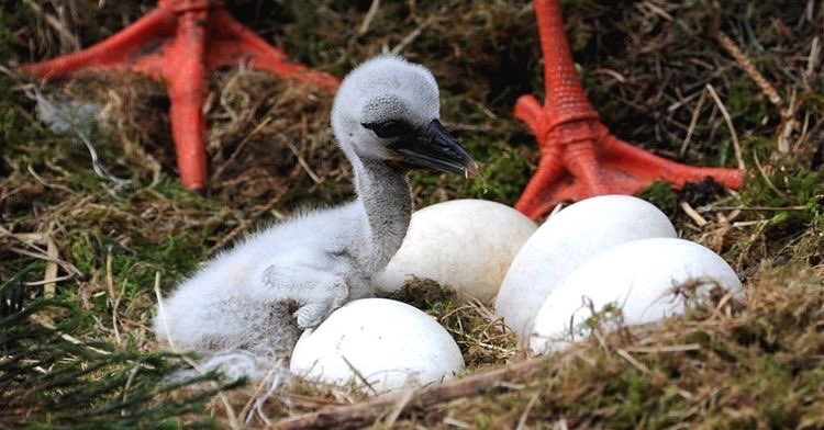 AmigosCegonas's tweet photo. Desearos una #FelizPascua 🐣 #cigüeñas y #cigüeños  🥚🐣🪶🌸 es el preludio de la vida que germina al comienzo de la primavera.  Pronto empezaremos a ver a los primeros pollos, qué ganas! https://t.co/uGPYGFkYql