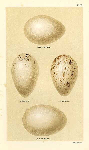 AmigosCegonas's tweet photo. Desearos una #FelizPascua 🐣 #cigüeñas y #cigüeños  🥚🐣🪶🌸 es el preludio de la vida que germina al comienzo de la primavera.  Pronto empezaremos a ver a los primeros pollos, qué ganas! https://t.co/uGPYGFkYql