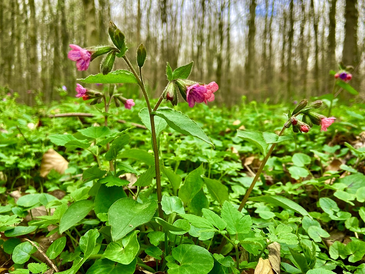 silberstift's tweet photo. #spring 😃🌱💚 https://t.co/P4QzG6zYJq
