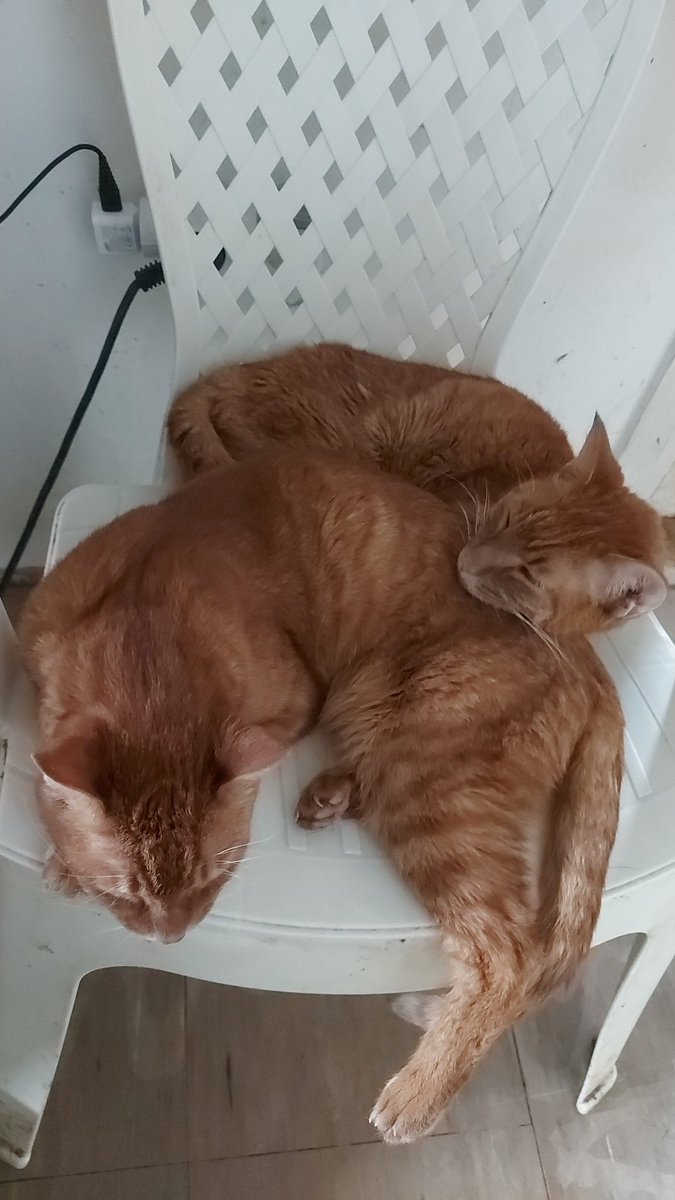 RoyalPetRescueS's tweet photo. Dearest #TwitterPhilanthropy & #CatsOfTwitter #AmbassaCats #DogsOfTwitter #AmbassaDogs,
Anipals of #RPRS🐈🐾🇷🇸🐾🐕 being FURRY PAW-roud of our CEO & FOUNDER J. (Hellen)🌹 on #WorldAutismDay.
Help us with #fundraising & #donations to continue our work.
https://t.co/8yFAiGD8Qi https://t.co/aW7x8MN5hq