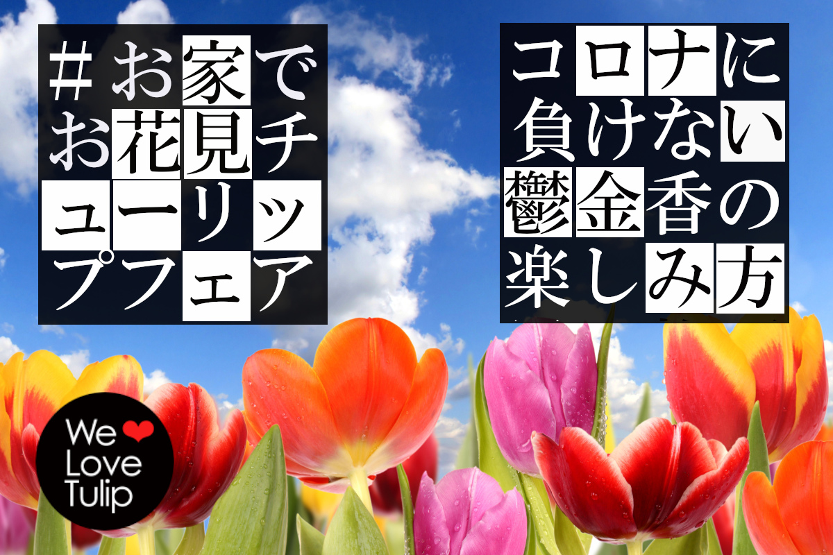 とやまのチューリップ Tulip Toyama Twitter とやまのチューリップ Tulip Toyama Twitter