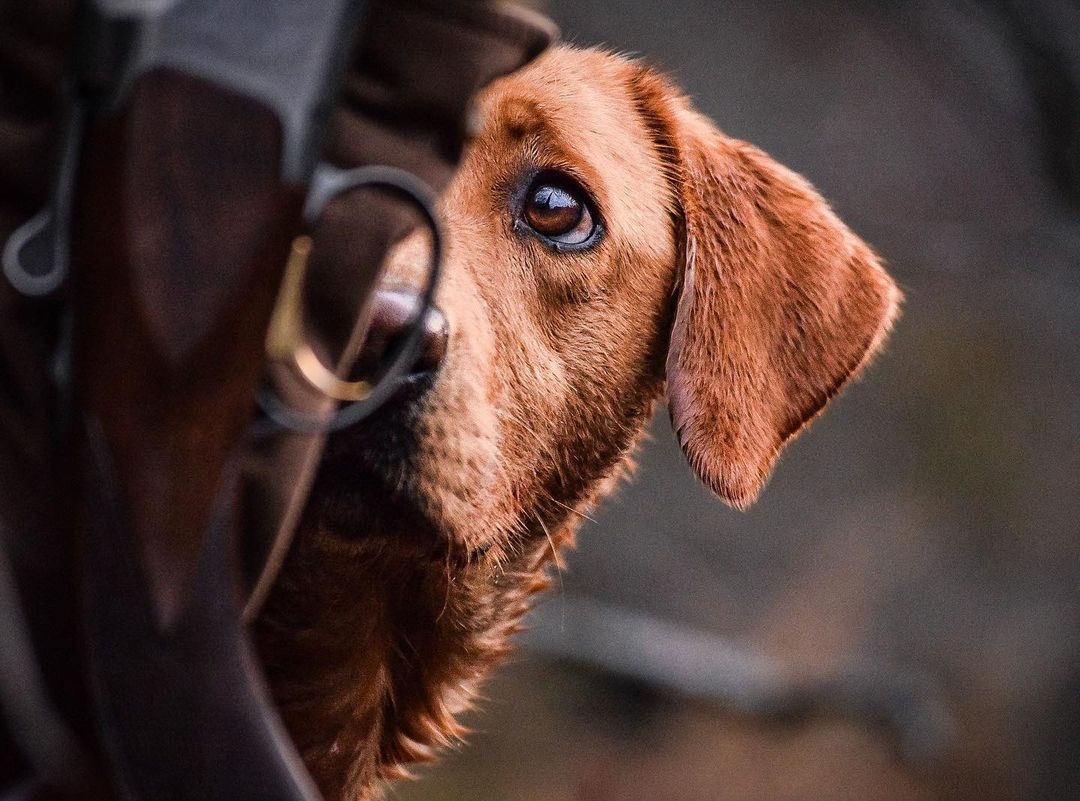 Gunner_Kennels's tweet photo. Christian C is this year's #GunnerEffect21 Best Mug category winner with this shot. The frame and focus are great, the detail is there, but the eye contact is what tells the story, and ultimately sets this photo apart for our judges.
📸 Christian C.
https://t.co/ljH8mt46Fs https://t.co/b4slIW2eNf
