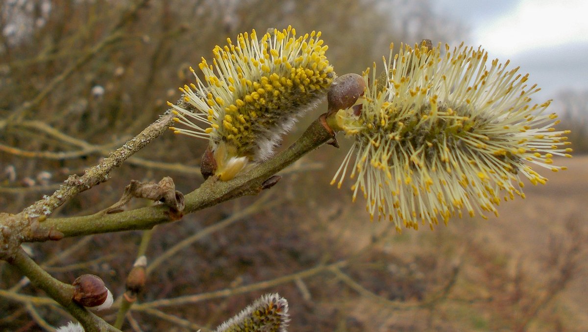 grebo1972's tweet photo. A few photos of todays 13 mile wander from home #BurtonOnTrent #Outwoods #Anslow #Callingwood #Rangemore #TatenhillCommon #Tatenhill #Branston #RiverTrent #Staffordshire #NationalForest https://t.co/ks5InYcjQm